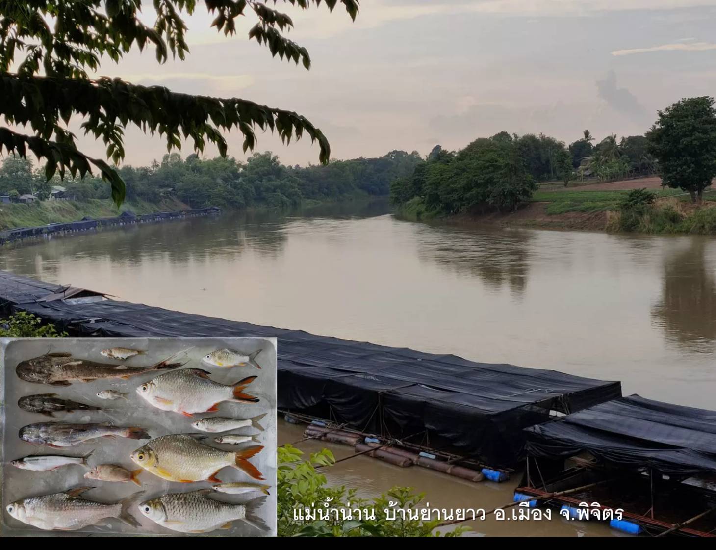 โครงการประเมินสถานภาพทรัพยากรสัตว์น้ำในแม่น้ำและแหล่งน้ำขนาดใหญ่ของไทย ประจำปีงบประมาณ 2564..คลิก