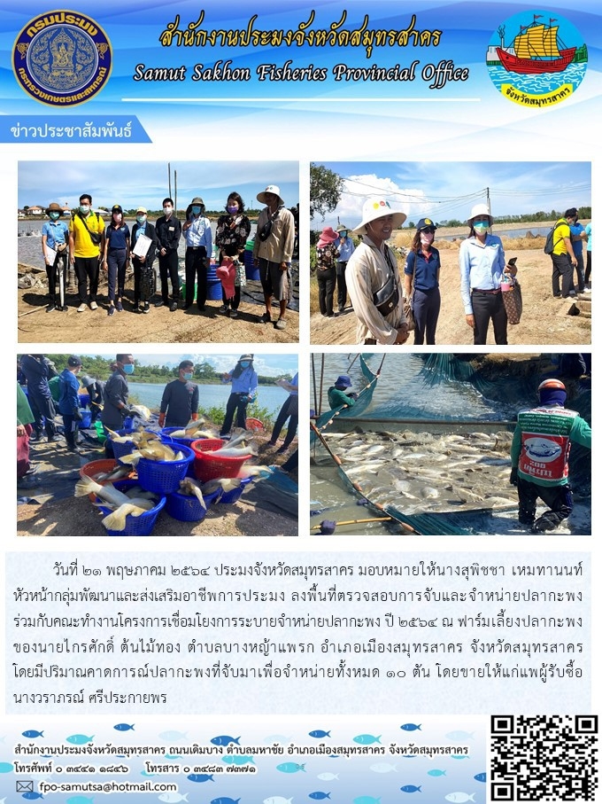 ลงพื้นที่ตรวจสอบการจับและจำหน่ายปลากะพงร่วมกับคณะทำงานโครงการเชื่อมโยงระบายจำหน่ายปลากะพง ปี 2564 ณ ฟาร์มเลี้ยงปลากะพงของนายไกรศักดิ์ ต้นไม้ทอง ตำบลบางหญ้าแพรก  อำเภอเมืองสมุทรสาคร จังหวัดสมุทรสาคร..คลิก