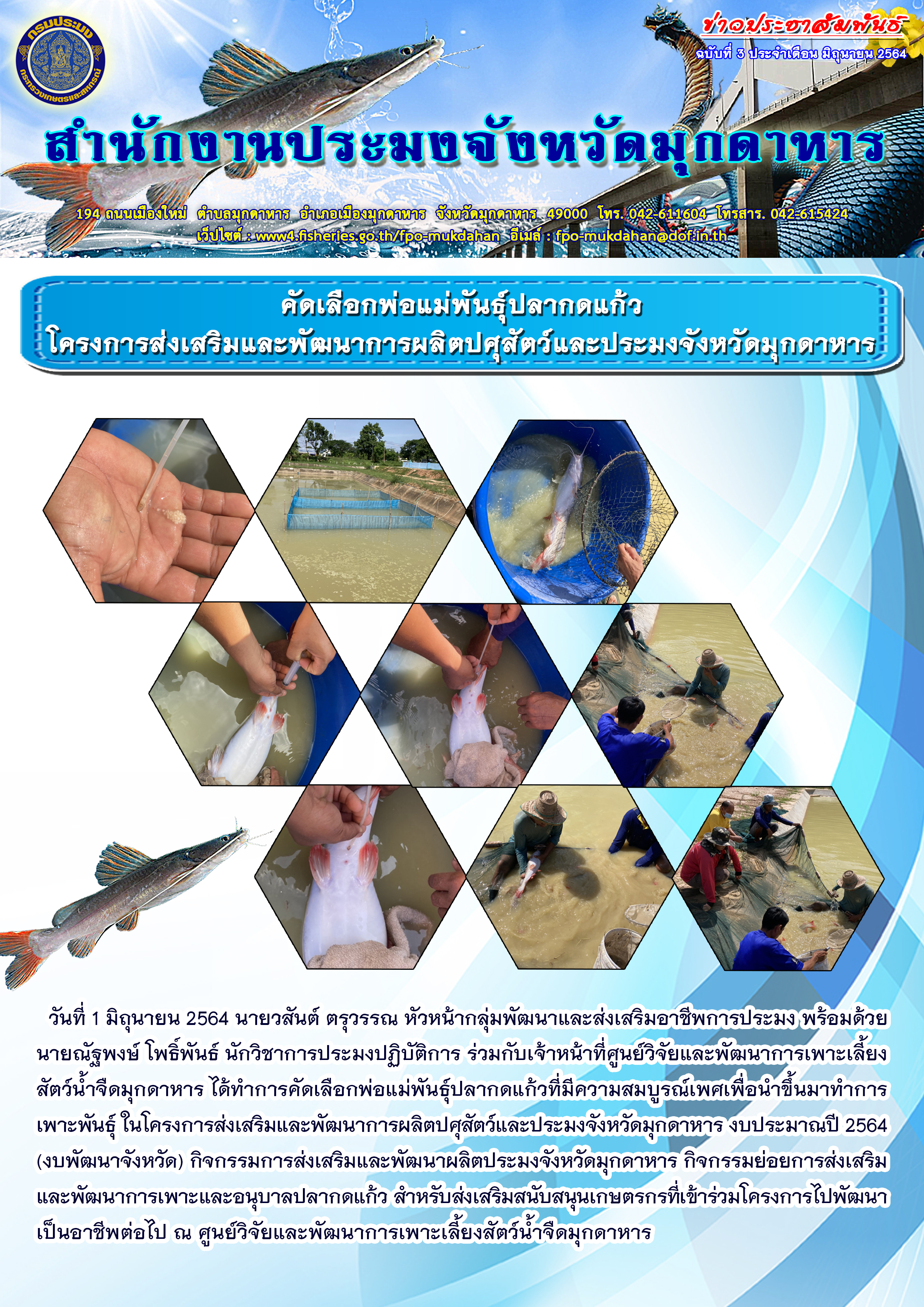 คัดเลือกพ่อแม่พันธุ์ปลากดแก้ว