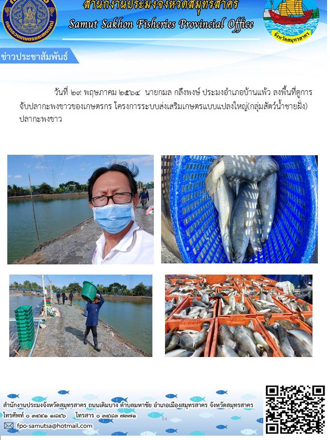 ลงพื้นที่ดูการจับปลากะพงขาวของเกษตรกร โครงการระบบส่งเสริมเกษตรแบบแปลงใหญ่ (กลุ่มสัตว์น้ำชายฝั่ง)..คลิก
