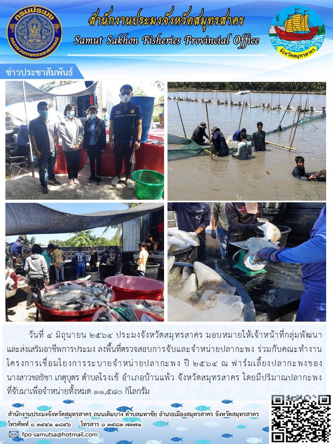 ลงพื้นที่ตรวจสอบการจับและจำหน่ายปลากะพง ร่วมกับคณะทำงานโครงการเชื่อมโยงการระบายจำหน่ายปลากะพง ปี 2564 ณ ฟาร์มเลี้ยงปลากะพงของนางสาวชลธิชา เกตุบุตร ตำบลโรงเข้ อำเภอบ้านแพ้ว จังหวัดสมุทรสาคร..คลิก