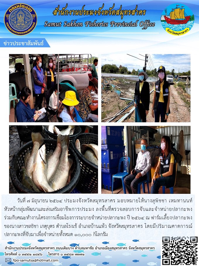 ลงพื้นที่ตรวจสอบการจับและจำหน่ายปลากะพงร่วมกับคณะทำงานโครงการเชื่อมโยงการระบายจำหน่ายปลากะพง ปี 2564 ณ ฟาร์มเลี้ยงปลากะพงของนางสาวชลธิชา เกตุบุตร ตำบลโรงเข้ อำเภอบ้านแพ้ว จังหวัดสมุทรสาคร..คลิก