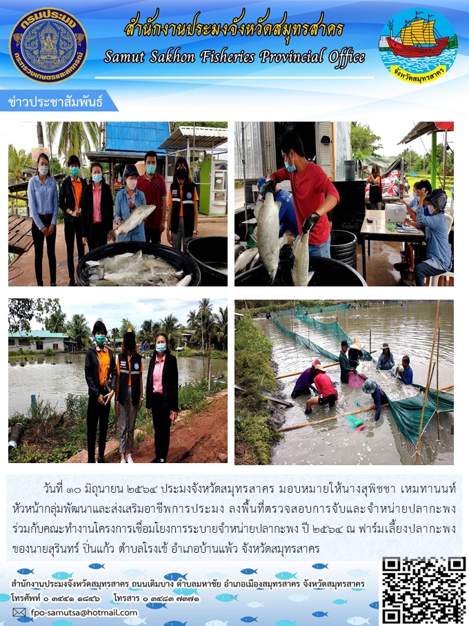 ลงพื้นที่ตรวจสอบการจับและจำหน่ายปลากะพง ร่วมกับคณะทำงานโครงการเชื่อมโยงการระบายจำหน่ายปลากะพง ปี 2564 ณ ฟาร์มเลี้ยงปลากะพงของนายสุรินทร์ ปิ่นแก้ว ตำบลโรงเข้ อำเภอบ้านแพ้ว จังหวัดสมุทรสาคร..คลิก