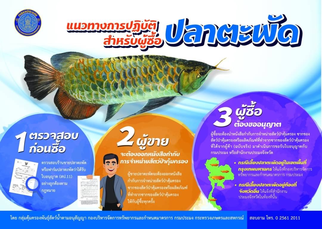 ปลาตะพัด..คลิก