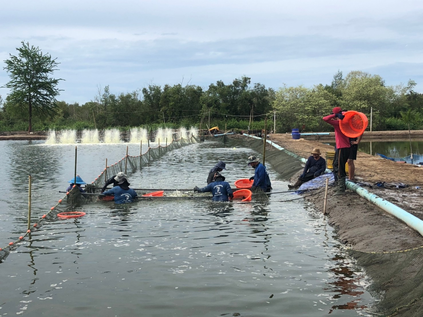 โครงการเชื่อมโยงการระบายจำหน่ายปลากะพงขาวจังหวัดสมุทรสงคราม..คลิก
