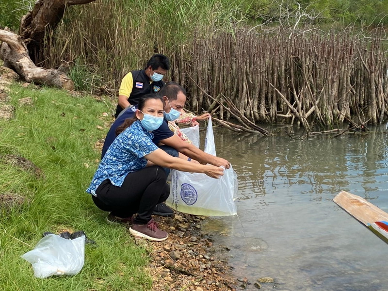 ปล่อยพันธุ์กุ้งก้ามกราม ลงสู่ทะเลสาบสงขลา อำเภอปากพะยูน จังหวัดพัทลุง..คลิก