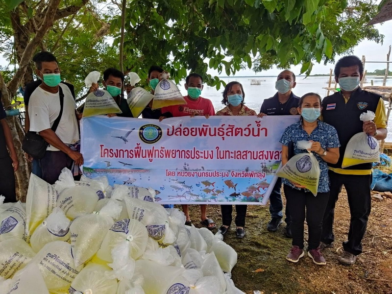 ปล่อยพันธุ์กุ้งก้ามกราม ลงสู่ทะเลสาบสงขลา อำเภอปากพะยูน จังหวัดพัทลุง..คลิก