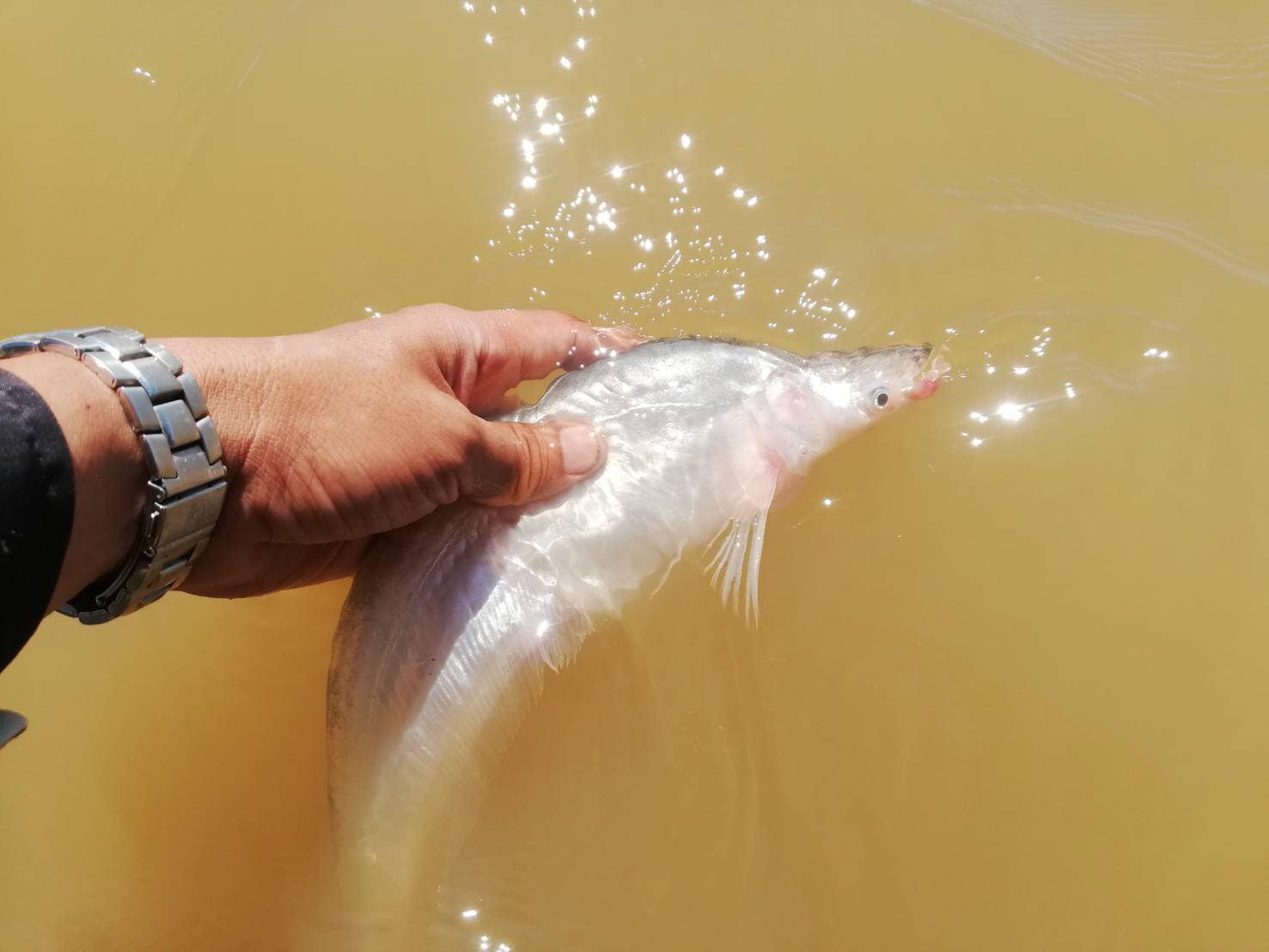 วันที่ 17 กรกฎาคม 2564 ชุดเฉพาะกิจควบคุมการทำการประมงฤดูน้ำแดงอ่างเก็บน้ำเขื่อนอุบลรัตน์จังหวัดหนองบัวลำภู..คลิก