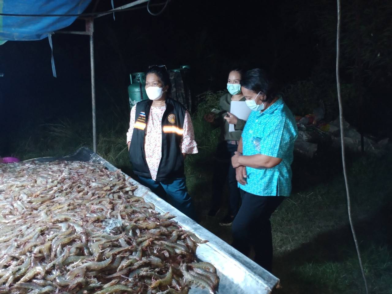 ตรวจสอบการซื้อขายกุ้งของเกษตรกรผู้เลี้ยงกุ้งที่สมัครเข้าร่วมโครงการฯ ณ จุดรวบรวมและกระจายกุ้งในพื้นที่รับผิดชอบ ซึ่งจังหวัดกระบี่..คลิก