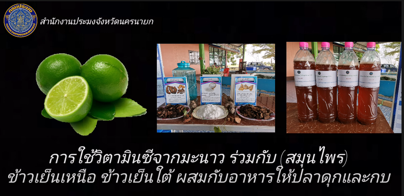 การใช้สมุนไพรไทยควบคู่กับการให้อาหารสัตว์น้ำ โครงการประมงโรงเรียน..คลิก