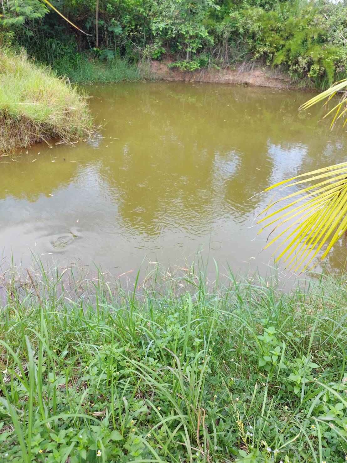 วันที่ 3 สิงหาคม 2564  นางสาวทัศนีย์ สุนนท์ชัย หัวหน้ากลุ่มพัฒนาและส่งเสริมอาชีพการประมง พร้อมด้วยนายวิทยา ประเสริฐสังข์ ประมงอำเภอโนนสัง และเจ้าหน้าที่สำนักงานประมงจังหวัด..คลิก