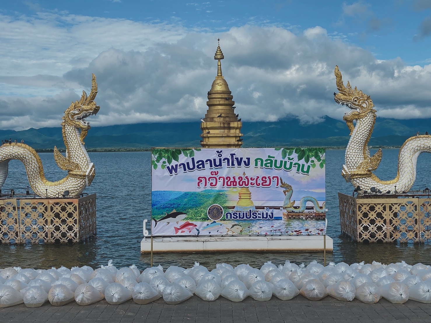 พาปลาน้ำโขงกลับบ้านสู่กว๊านพะเยา..คลิก