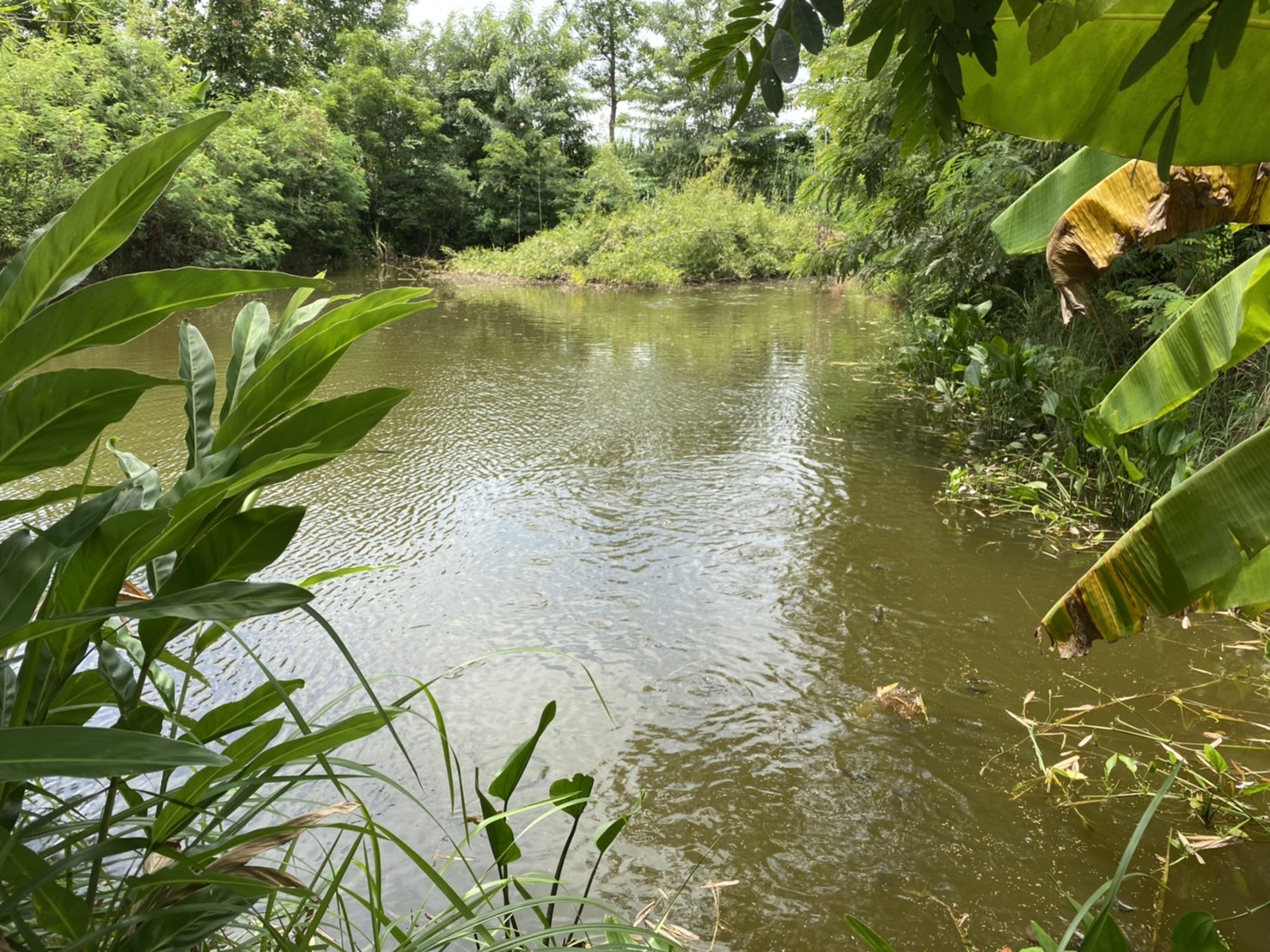 นที่ 5 สิงหาคม 2564 ปฏิบัติงานในพื้นที่อำเภอนากลาง จังหวัดหนองบัวลำภู ในการติดตามกิจกรรมผลการดำเนินการของเกษตรกรที่เข้าร่วมโครงการศูนย์เรียนรู้การพิ่มประสิทธภาพการผลิตสินค้าเกษตร..คลิก