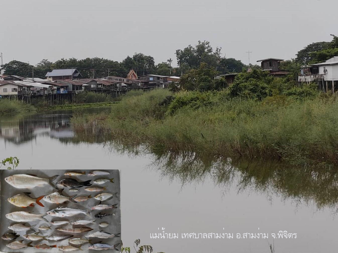 โครงการประเมินสถานภาพทรัพยากรสัตว์น้ำในแม่น้ำและแหล่งน้ำขนาดใหญ่ของไทย ประจำปีงบประมาณ 2564..คลิก