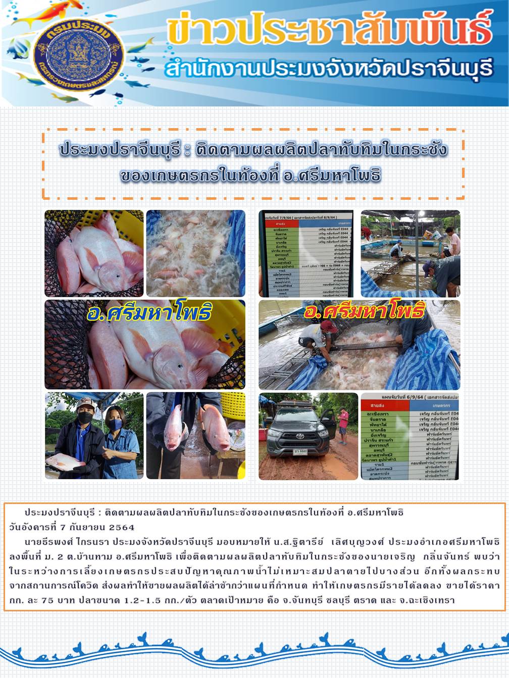 ติดตามผลผลิตปลาทับทิมในกระชังของเกษตรกรในท้องที่ อำเภอศรีมหาโพธิ..คลิก