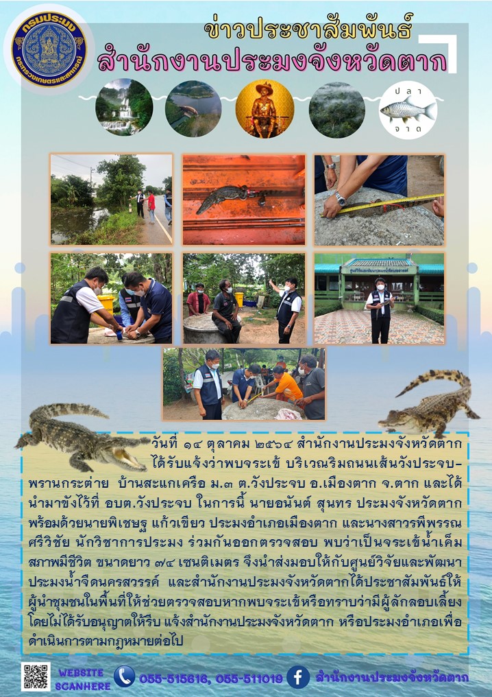 ออกตรวจสอบกรณีได้รับแจ้งว่าพบจระเข้บริเวณริมถนนเส้นวังประจบ-พรานกระต่าย อ.เมืองตาก จ.ตาก..คลิก
