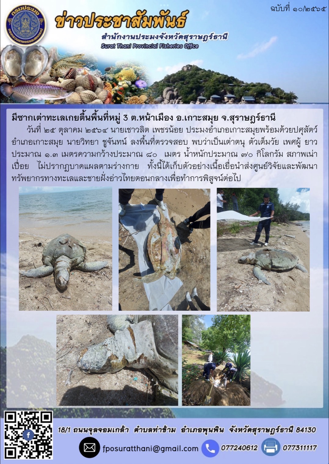 ซากเต่าทะเลเกยตื้นพื้นที่หมู่ 3 ต.หน้าเมือง อ.เกาะสมุย จ.สุราษฎร์ธานี