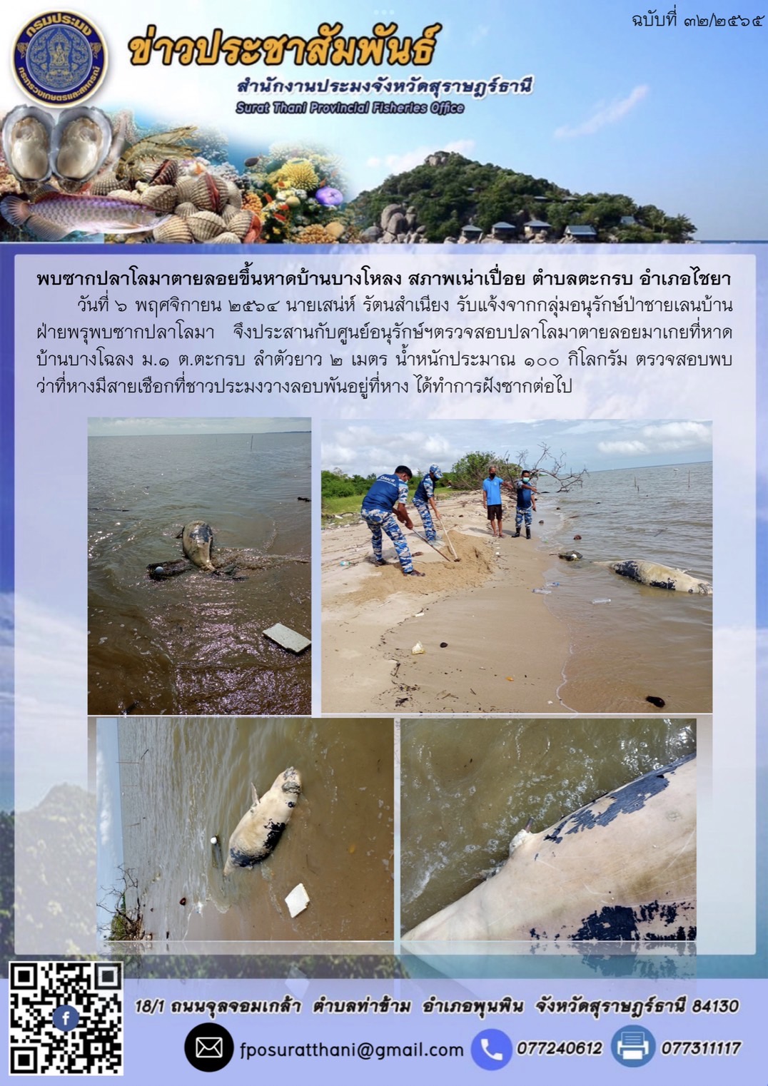 พบซากปลาโลมา ตายลอยขึ้นหาดบ้านบางโหลง สภาพเน่าเปื่อย ตำบลตะกรบ อำเภอไชยา 