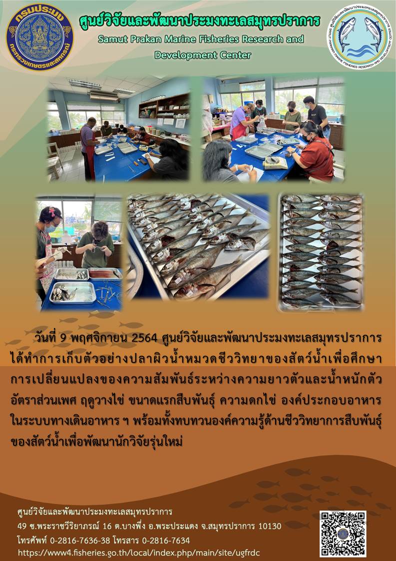 ศูนย์วิจัยและพัฒนาประมงทะเลสมุทรปราการ ได้ทำการเก็บตัวอย่างปลาผิวน้ำหมวดชีววิทยาของสัตว์น้ำ..คลิก