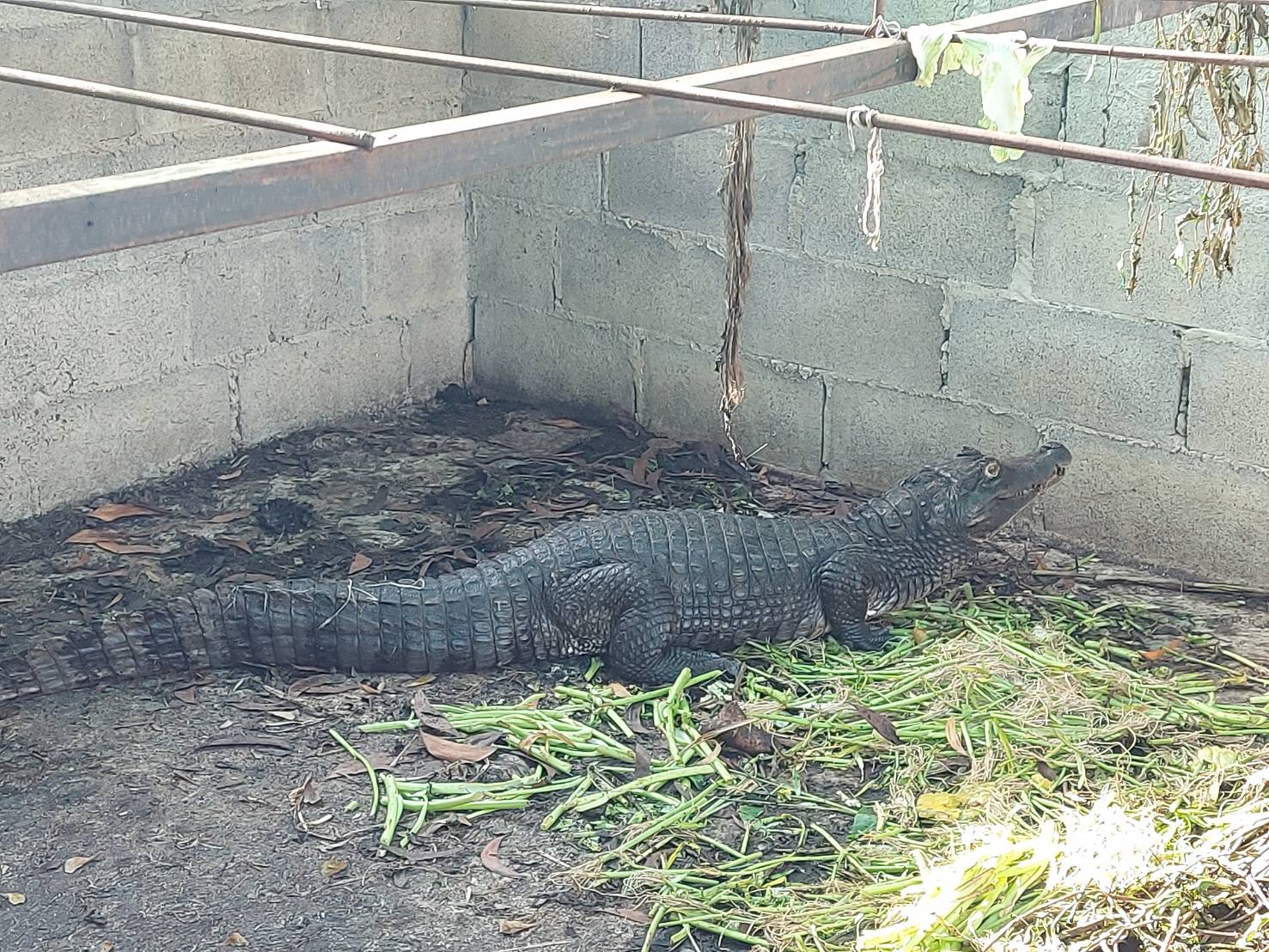 ได้รับแจ้งจากชาวบ้านว่าได้จับจระเข้ จำนวน 1 ตัว..คลิก