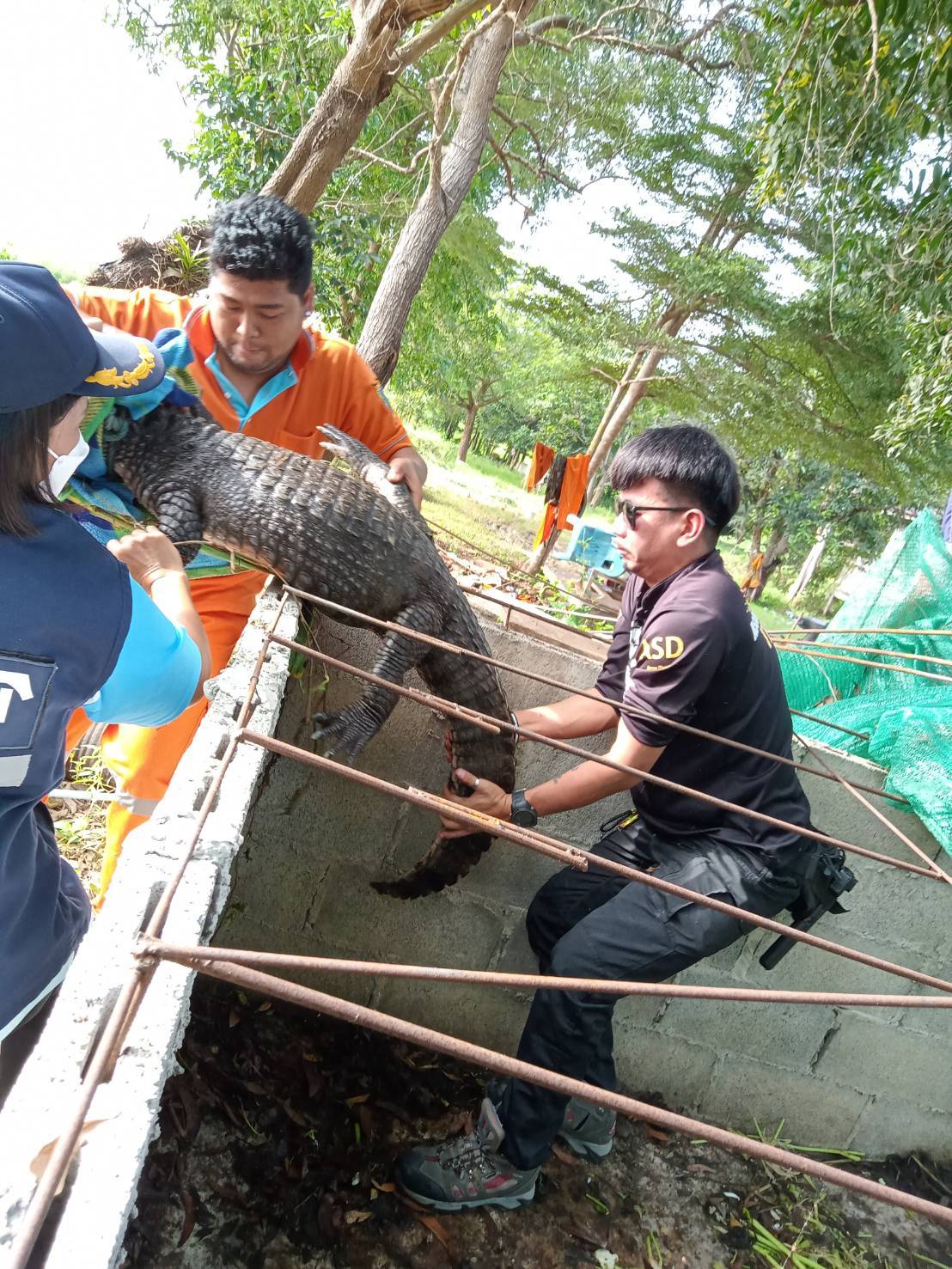 ได้รับแจ้งจากเจ้าอาวาสวัดหนองหิน หมู่ที่ 8 ตำบลด่านมะขามเตี้ย อำเภอด่านมะขามเตี้ย จังหวัดกาญจนบุรี ว่ามีจระเข้ 1ตัว มึผู้มาบริจาคไว้ และทางวัดไม่ประสงค์จะเลี้ยงไว้..คลิก