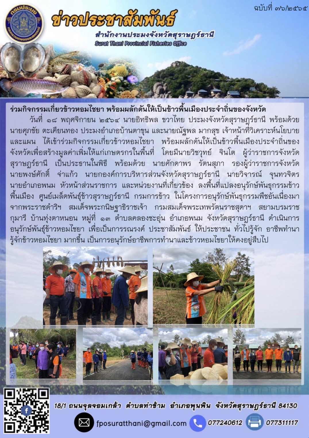 ร่วมกิจกรรมเกี่ยวข้าวหอมไชยา พร้อมผลักดันให้เป็นข้าวพื้นเมืองประจำถิ่นของจังหวัด