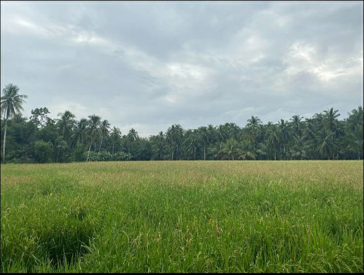 ตรวจสอบแหล่งกำเนิดน้ำเสียคลองประดู่ ประเภทนาข้าว..คลิก