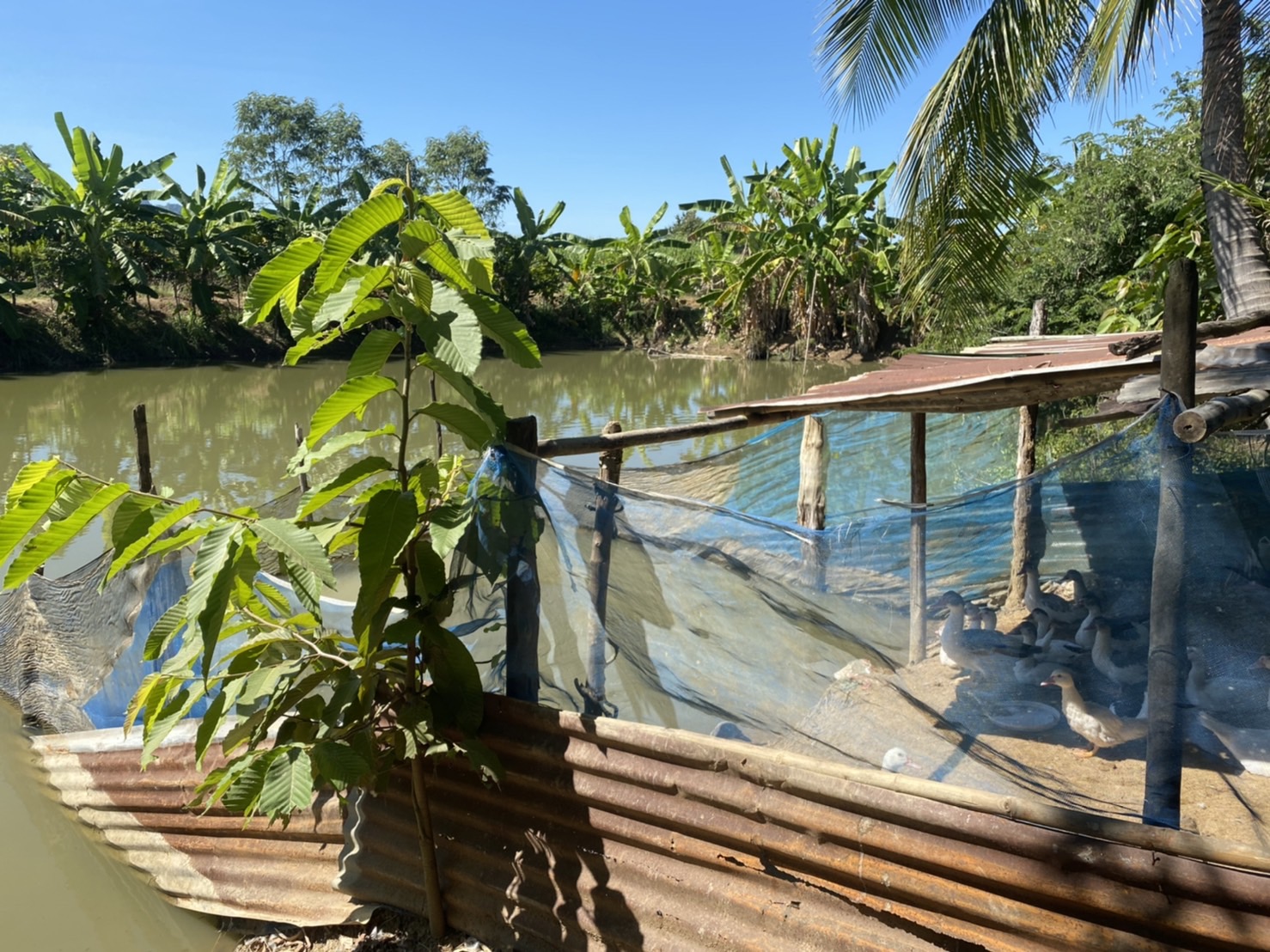 วันที่ 24 พฤศจิกายน 2564 เวลา 13.00 น.  ปฏิบัติงานตามโครงการศูนย์เรียนรู้การเพิ่มประสิทธิภาพการผลิตสินค้าเกษตร (ศพก.) ประจำปีงบประมาณ 2565 ดังนี้..คลิก