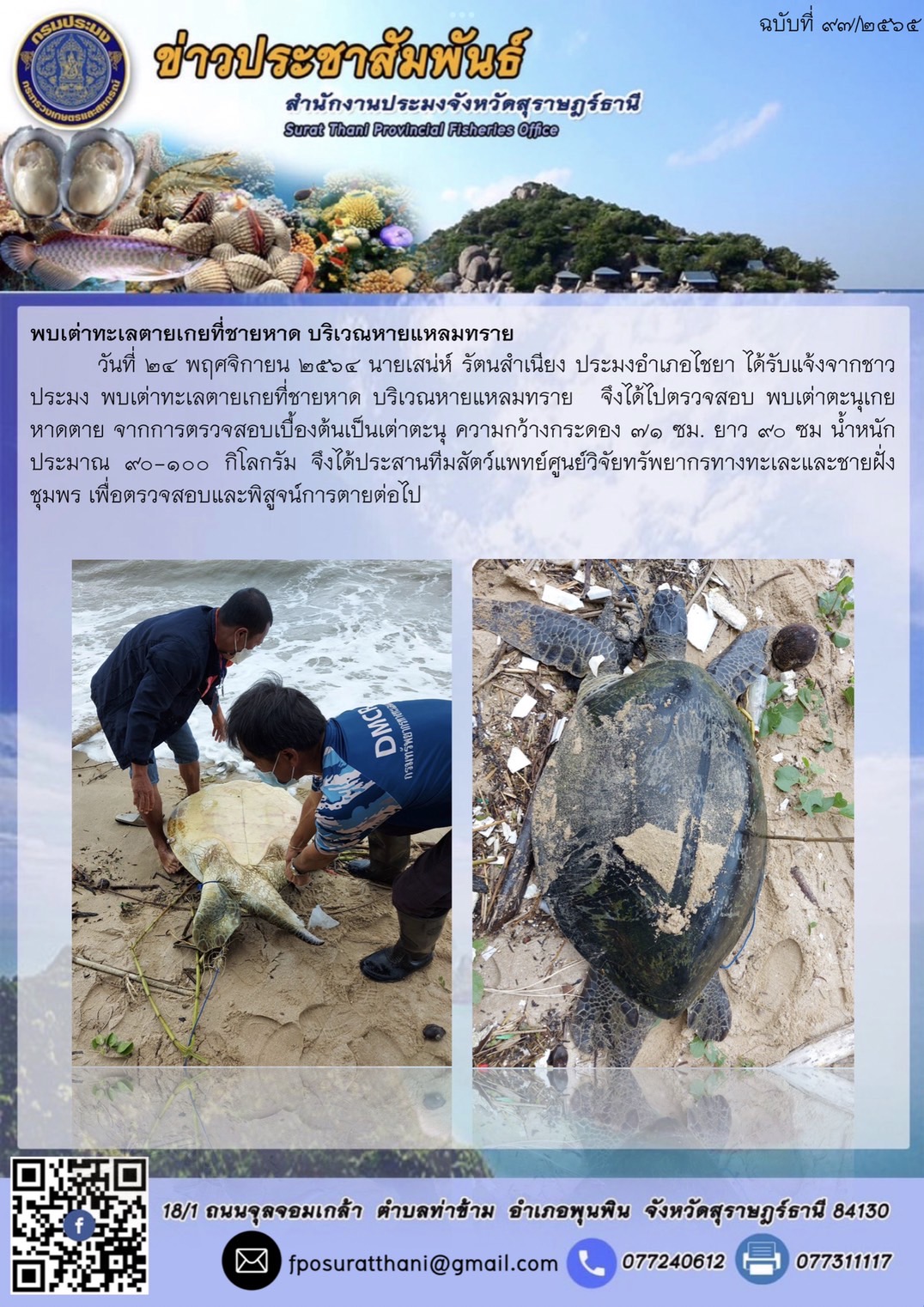 พบเต่าทะเลตายเกยที่ชายหาด บริเวณหายแหลมทราย