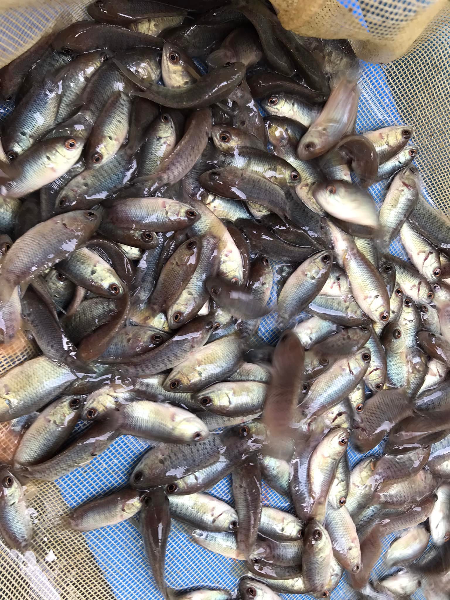 วันที่ 30 พฤศจิกายน 2564 เวลา 08.00 น. ตรวจรับปัจจัยการผลิต สำหรับมอบแก่เกษตรกรโครงการพัฒนาและเสริมสร้างความเข้มแข็งของเศรษฐกิจฐานราก งบประมาณรายจ่ายงบกลางรายการสำรองจ่ายเพื่อกรณีฉุกเฉินหรือจำเป็นปีงบประมาณ พ.ศ.2564..คลิก