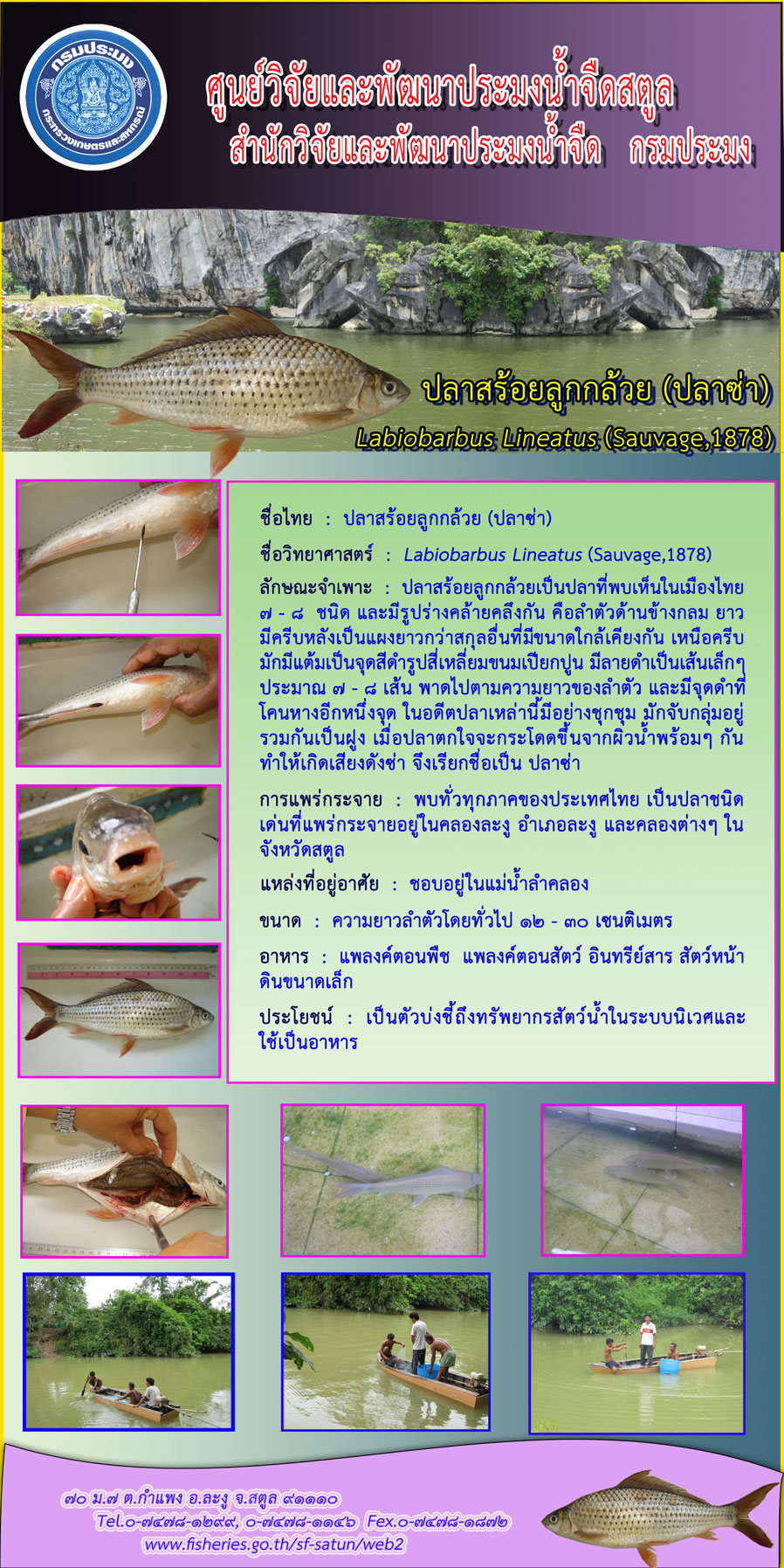 ปลาสร้อยลูกกล้วย..คลิก