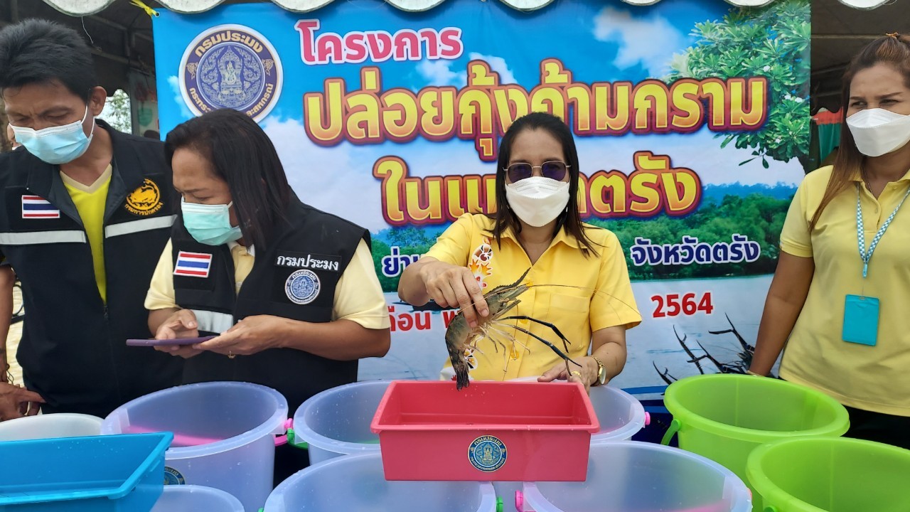 กิจกรรมปล่อยพันธุ์กุ้งก้ามกรามลงสู่แม่น้ำตรัง..คลิก