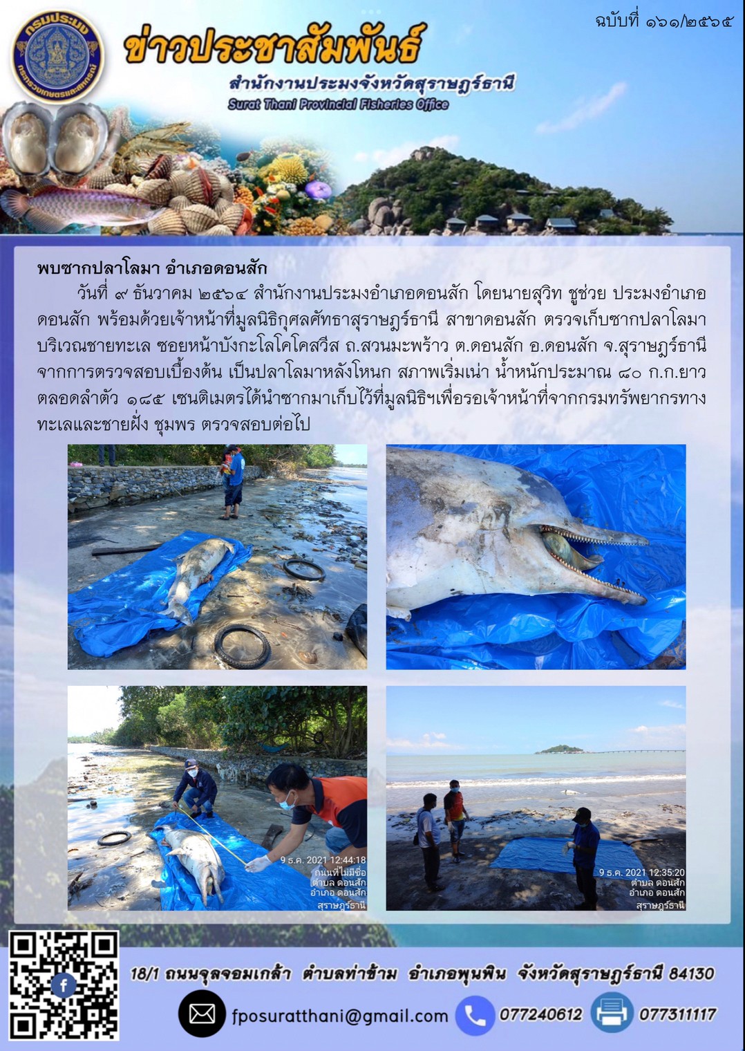 พบซากปลาโลมา อำเภอดอนสัก      ..คลิก