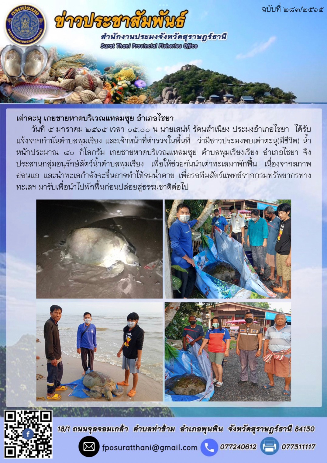 เต่าตะนุ เกยชายหาดบริเวณแหลมซุย อำเภอไชยา      ..คลิก