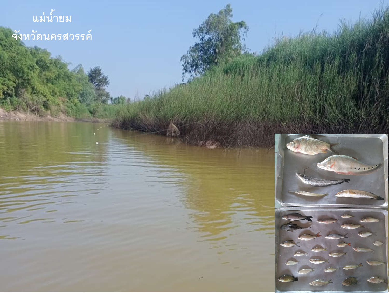 กิจกรรมการประเมินสถานภาพทรัพยากรสัตว์น้ำในแหล่งน้ำและแหล่งน้ำขนาดใหญ่ของไทย ประจำปีงบประมาณ 2565 ครั้งที่ 1..คลิก