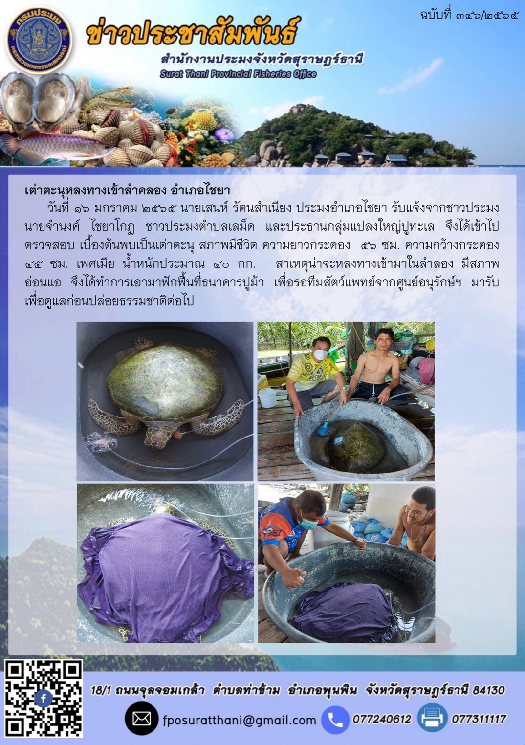 เต่าตะนุหลงทางเข้าลำคลอง อำเภอไชยา..คลิก