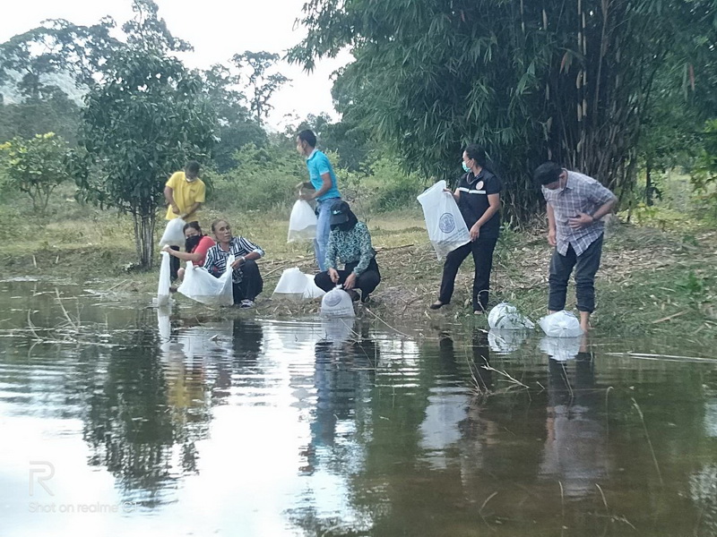 สนับสนุนพันธุ์ปลากินพืช เพื่อปล่อยลงสู่อ่างเก็บน้ำเขาหัวช้าง จังหวัดพัทลุง..คลิก