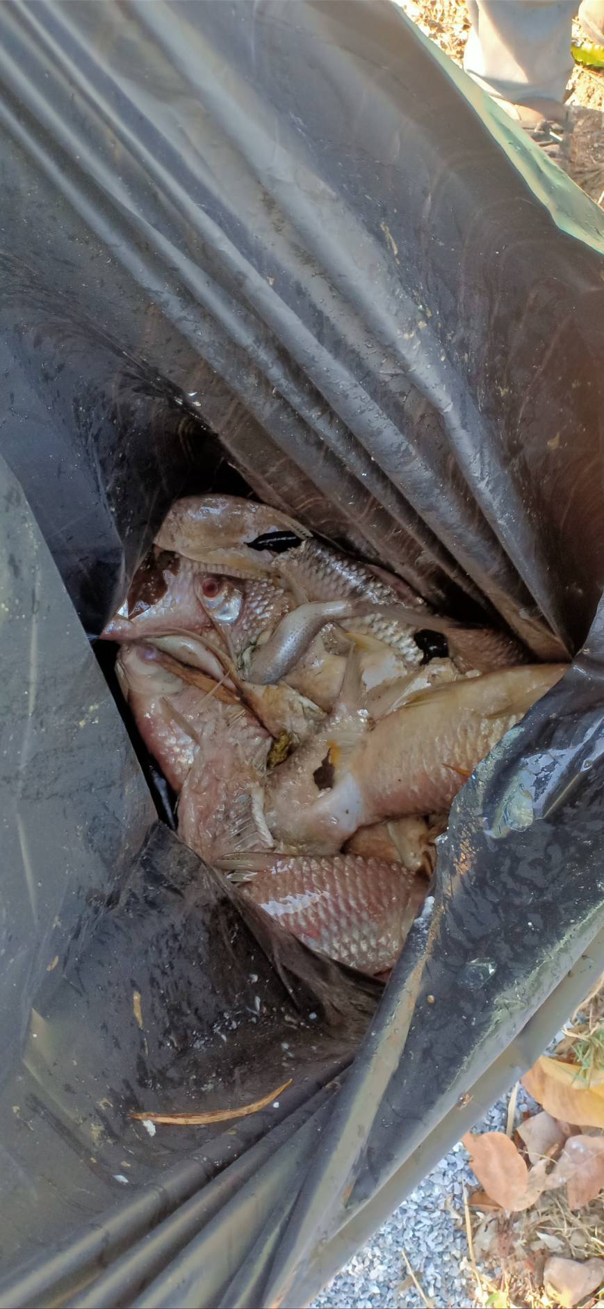 ตรวจสอบความตรวจสอบปลาตายในบ่อดินภายในเขตวัดหนองฝ้าย..คลิก