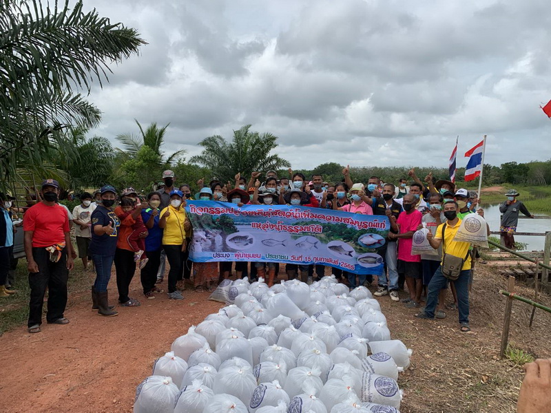 สนับสนุนพันธุ์ปลากินพืช เพื่อปล่อยลงสู่คลองกุ้ง อำเภอเขาชัยสน จังหวัดพัทลุง..คลิก