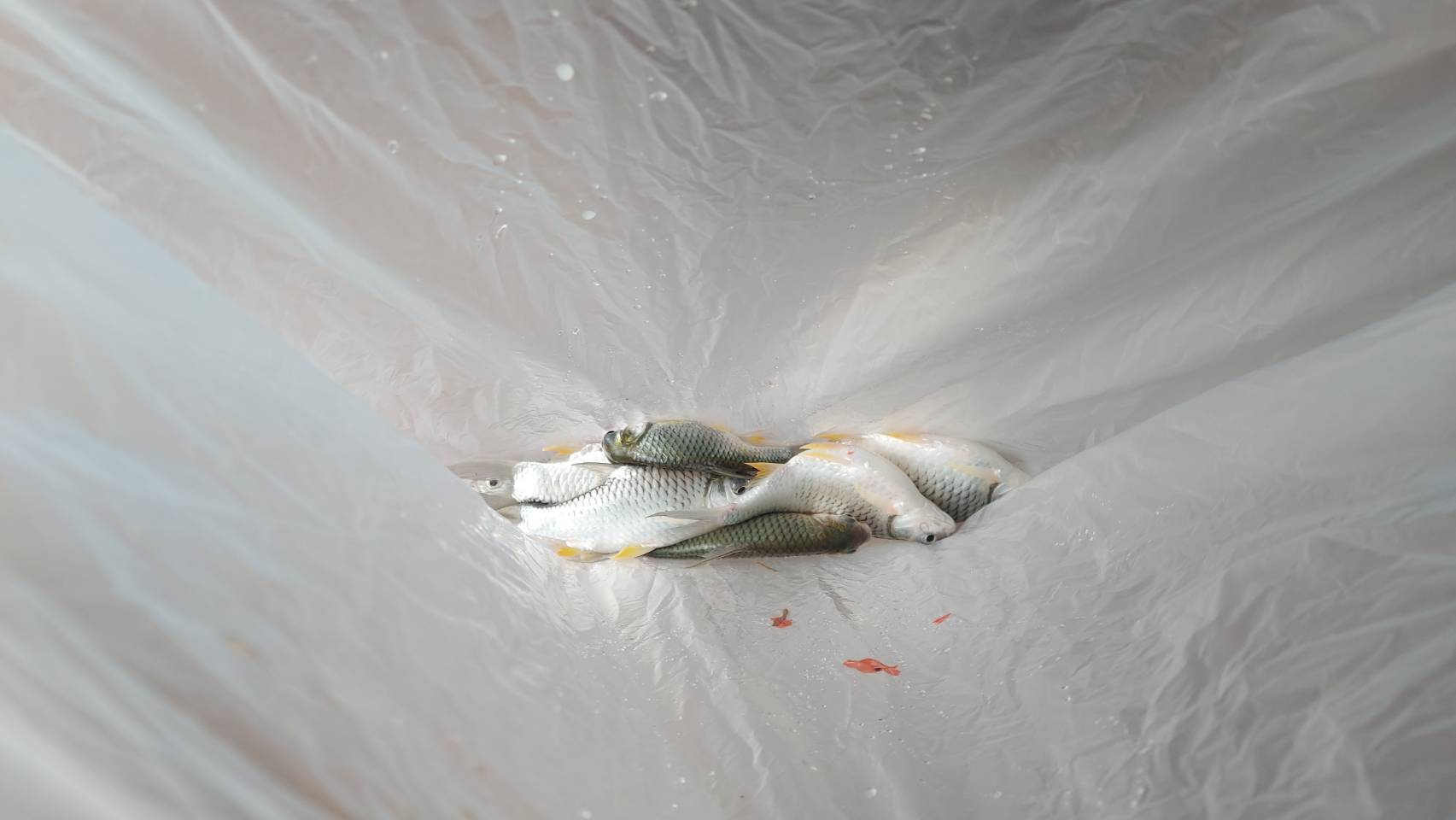 วันที่ 4 เมษายน 2565 นางสาวมลฤดี ลิ้มสุวรรณ ประมงอำเภอศรีบุุญเรือง ปฎิบัติงานนำเจ้าหน้าที่จากศูนย์วิจัยและพัฒนาการเพาะเลี้ยงสัตว์น้ำจืดอุดรธานี..คลิก