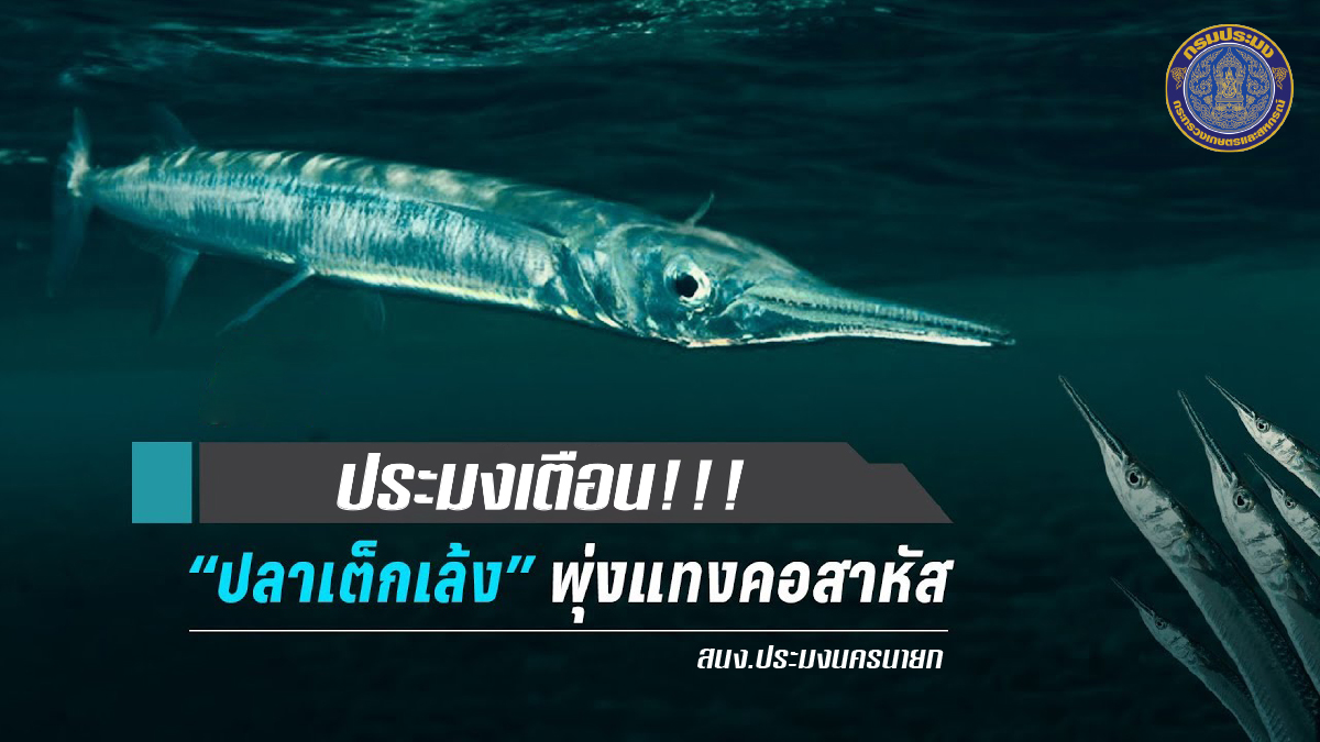 ปลาเต็กเล้ง พุ่งแทงคอสาหัส..คลิก