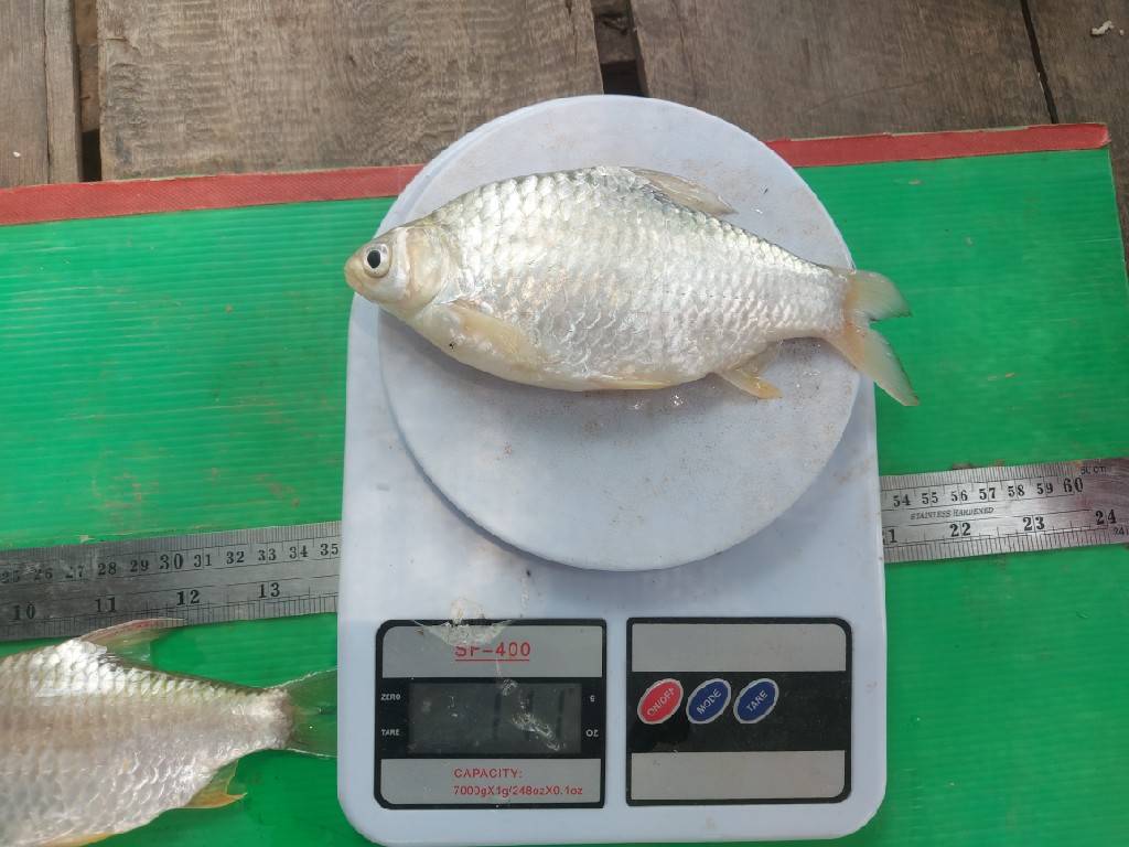 วันที่ 11 เมษายน 2565 นายเมธา ตาลเหล็ก ประมงอำเภอนากลาง ติดตามประเมินผลผลิตสัตว์น้ำของเกษตรกรที่เข้าร่วมโครงการส่งเสริมอาชีพประมง..คลิก