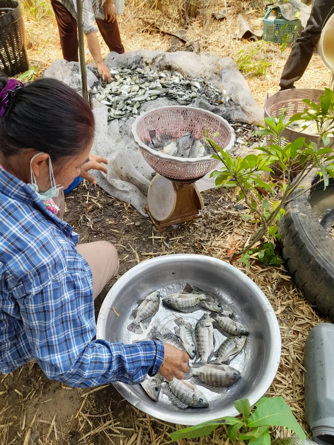 วันที่ 14 เมษายน 2565 นายเมธา ตาลเหล็ก ประมงอำเภอนากลาง ปฏิบัติงานติดตามการจับผลผลิตและการจำหน่ายผลผลิตสินค้าของแปลงใหญ่ปลาตะเพียนขาว..คลิก