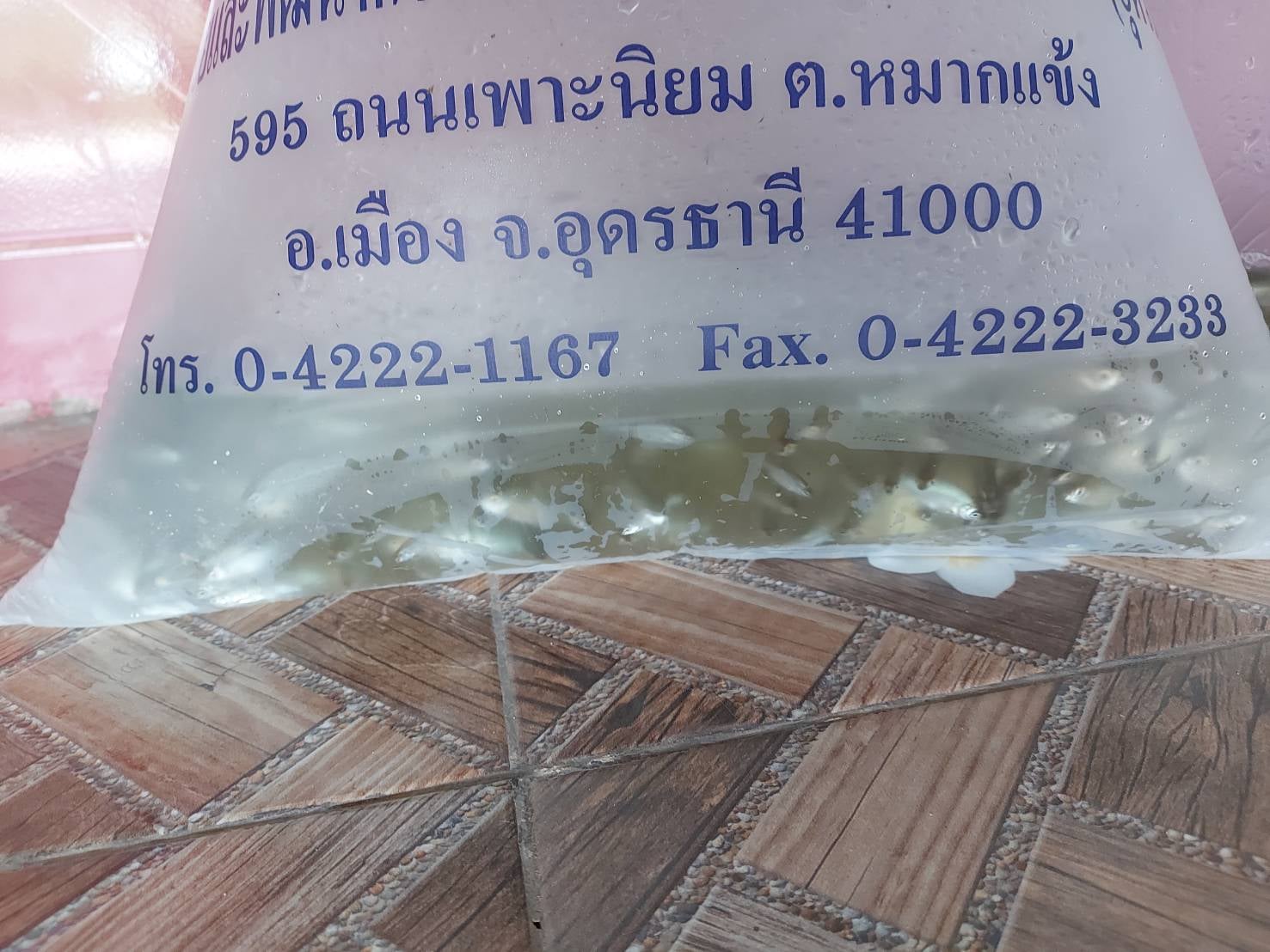 วันที่ 21 มษายน 2565 นายวิทยา ประเสริฐสังข์ ประมงอำเภอโนนสัง ร่วมกับศูนย์วิจัยและพัฒนาการเพาะเลี้ยงสัตว์น้ำจืดอุดรธานี มอบพันธ์ุปลาตะเพียนจำนวน 2,000 ตัว ให้กับเกษตรกรที่เข้าร่วมโครงการส่งเสริมอาชีพประมง..คลิก