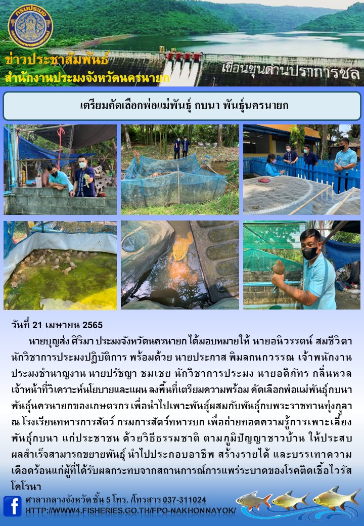 เตรียมคัดเลือกพ่อแม่พันธุ์ กบนา พันธุ์นครนายก..คลิก