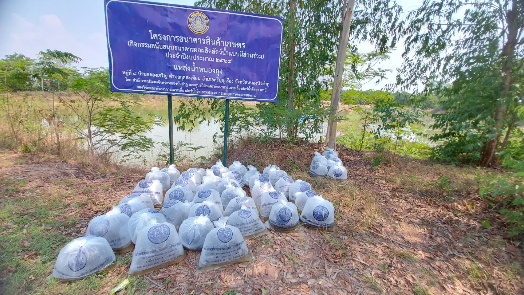 วันที่ 27 เมษายน 2565 นางสาวมลฤดี ลิ้มสุวรรณ ประมงอำเภอศรีบุญเรือง ร่วมกับเทศบาลตำบลยางหล่อ และคณะกรรมการธนาคารผลผลิตสัตว์น้ำแบบมีส่วนร่วมแหล่งน้ำหนองกุง ปล่อยพันธุ์สัตว์น้ำ (พันธุ์ปลาไนและพันธุ์ปลายี่สก) ในแหล่งน้ำสาธารณะหนองโสกหิน แหล่งน้ำสระหนองกุง อำเภอศรีบุญเรือง จังหวัดหนองบัวลำภู..คลิก