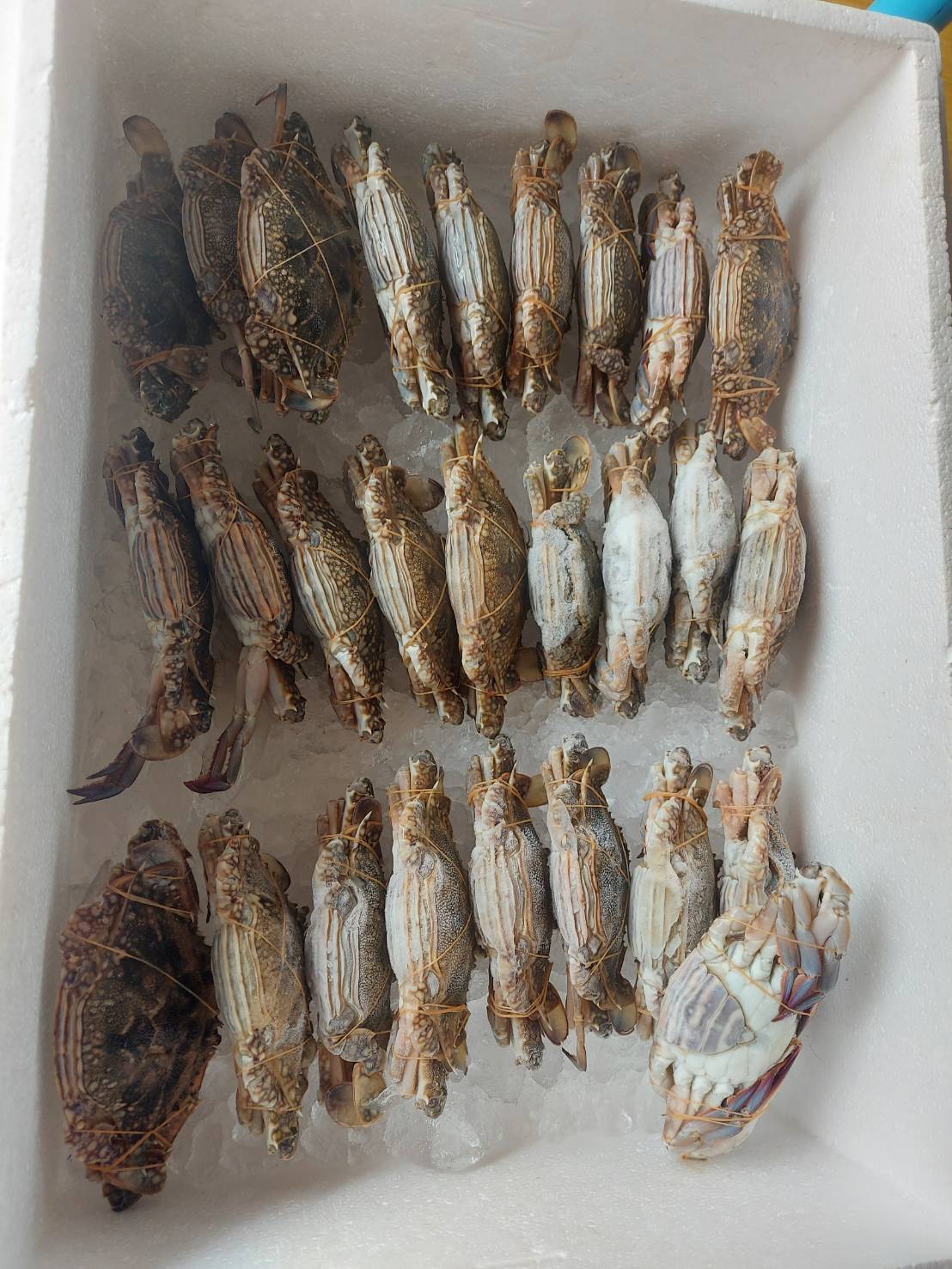 วันที่ 3 พฤษภาคม 2565 นายเมธา  ตาลเหล็ก ประมงอำเภอนากลาง  สำรวจเก็บข้อมูลสินค้าสัตว์น้ำและผลิตภัณฑ์สัตว์น้ำ ในพื้นที่อำเภอนากลาง จังหวัดหนองบัวลำภู..คลิก