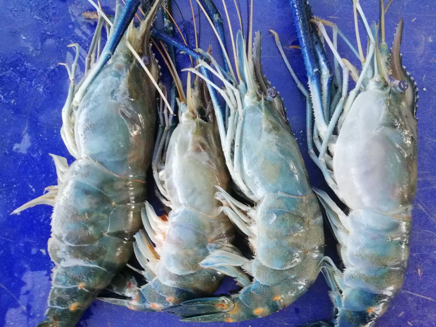 วันที่ 9 พฤษภาคม 2565 นายวิทยา ประเสริฐสังข์ ประมงอำเภอโนนสังสำรวจข้อมูลเพื่อกำหนดจุดที่ตั้งสถานที่จำหน่ายสินค้าถาวรสำหรับ Fisherman Shop หรือ Fisherman maket@อำเภอโนนสัง..คลิก