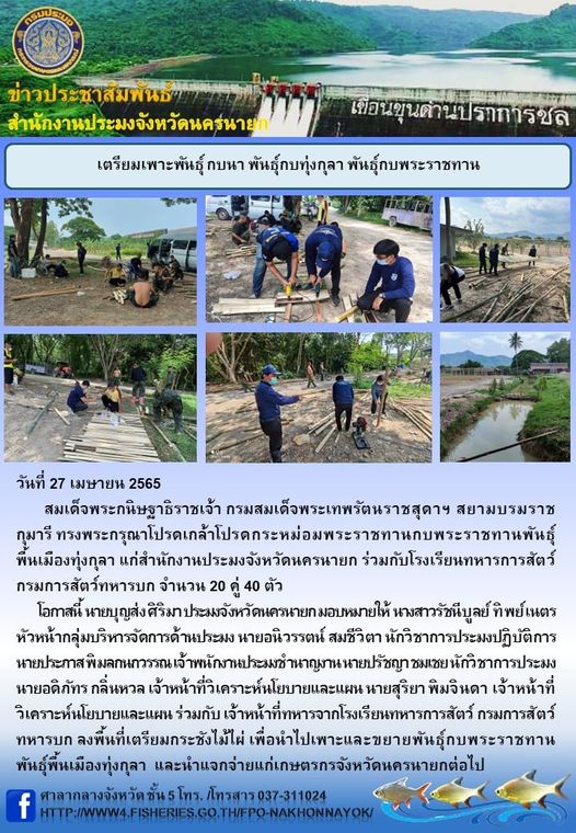 เตรียมเพาะพันธุ์ กบนา พันธุ์กบทุ่งกุลา พันธุ์กบพระราชทาน..คลิก