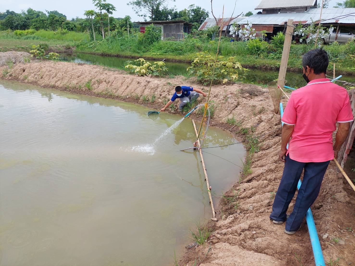 วันที่ 19 พฤษภาคม 2565 ติดตามผลการดำเนินงานการอนุบาลลูกปลาตะเพียนที่ได้จากการเพาะพันธุ์ด้วยชุดเพาะพันธุ์ปลาเคลื่อนที่ ตามโครงการส่งเสริมเกษตรอินทรีย์ วิถีหนองบัวลำภู ตามหลักเกษตร - ศาสตร์พระราชา..คลิก
